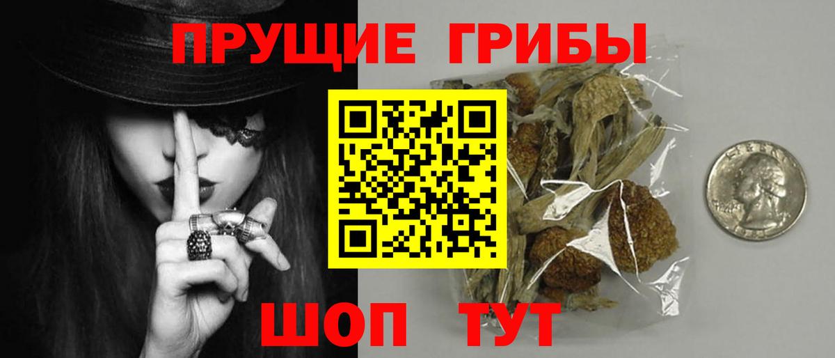 Галлюциногенные грибы Psilocybe Краснознаменск